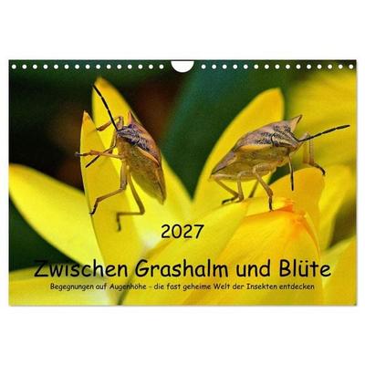 Zwischen Grashalm und Blüte (Wandkalender 2027 DIN A4 quer), CALVENDO Monatskalender