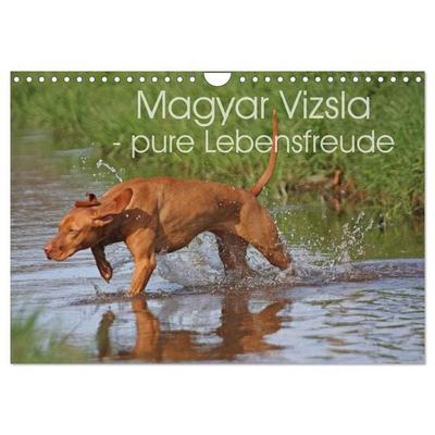 Magyar Vizsla - pure Lebensfreude (Wandkalender 2026 DIN A4 quer), CALVENDO Monatskalender