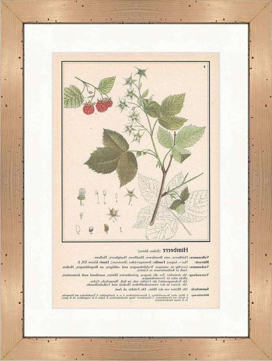 Botanische illustratie van een medicinale plant in een lijst met originele oude tekening