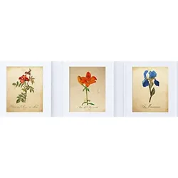 POSTER Set Mit 3 Botanik Natur A4 Rahmenlos
