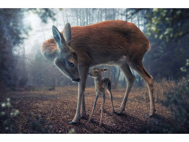 Fototapete PAPERMOON Photo-Art JOHN WILHELM, MUTTER UND KITZ , bunt, B:4,5m L:2,8m, Vlies, Tapeten, Fototapete