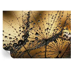 FOTOTAPETE 208x146 cm - Zarte Tropfen