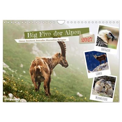 Big Five der Alpen Gämse, Steinbock, Murmeltier, Steinadler, Bartgeier (Wandkalender 2027 DIN A4 quer), CALVENDO Monatskalender