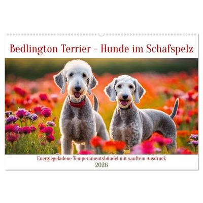 Bedlington Terrier - Hunde im Schafspelz (Wandkalender 2026 DIN A2 quer), CALVENDO Monatskalender