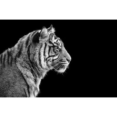 Papermoon "TIGER-LÖWE PUMA GEPARD JAGUAR SCHWARZ WEIß WANDBILD XXL"
