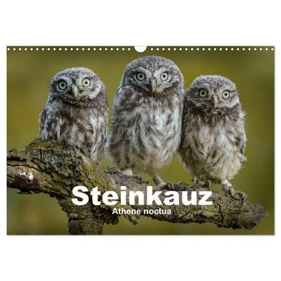 Steinkäuze (Athene noctua) (Wandkalender 2027 DIN A3 quer), CALVENDO Monatskalender