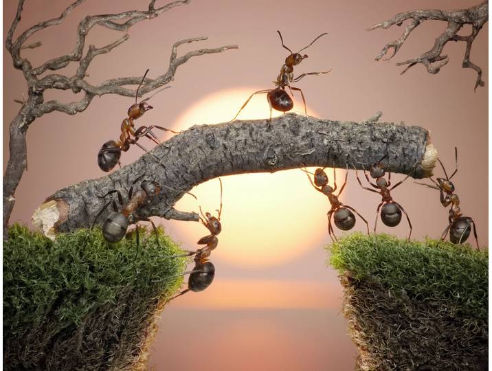 Fototapete PAPERMOON Ants Teamwork , bunt, B:1,5m L:1,11m, Vlies, Tapeten, Fototapete