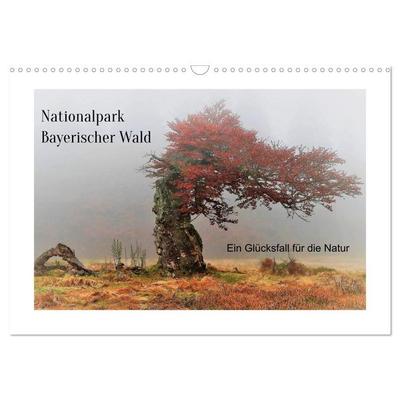 Ein Glücksfall für die Natur- Nationalpark Bayerischer Wald (Wandkalender 2026 DIN A3 quer), CALVENDO Monatskalender