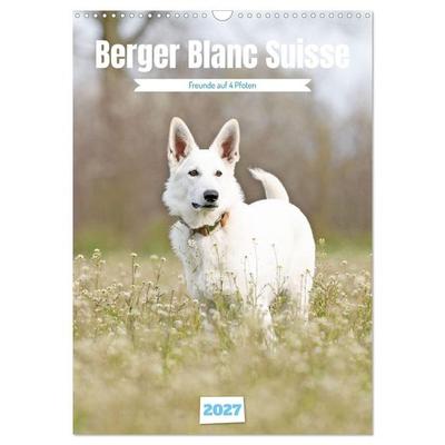 Berger Blanc Suisse - Freunde auf 4 Pfoten (Wandkalender 2027 DIN A3 hoch), CALVENDO Monatskalender