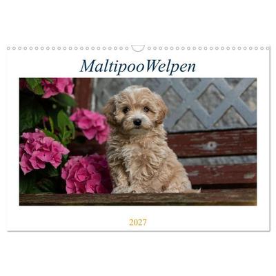 Maltipoo Welpen (Wandkalender 2027 DIN A3 quer), CALVENDO Monatskalender