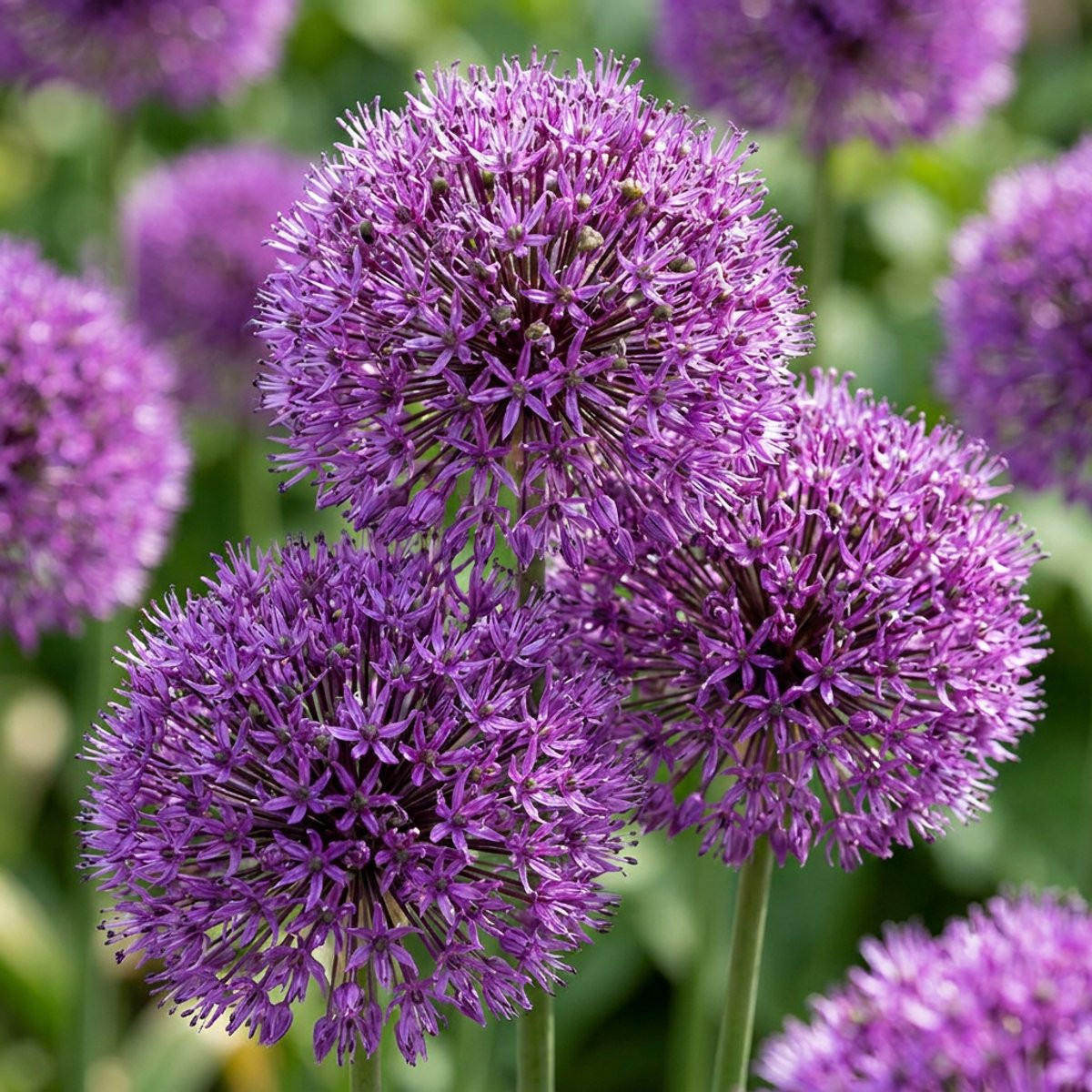 Green boutiQ Allium Purple Sensation Sierui - Paars - Bolmaat 10/12