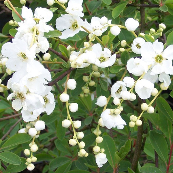 2 x Exochorda The Bride Sierkers, 50-60 cm in pot
