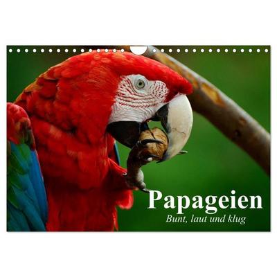 Papageien. Bunt, laut und klug (Wandkalender 2026 DIN A4 quer), CALVENDO Monatskalender