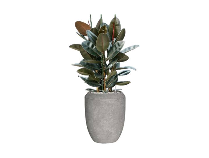 Pflanzen Arrangement „Ficus elastica 'Abidjan' in Polystone Coated Plain II“ Baq Design