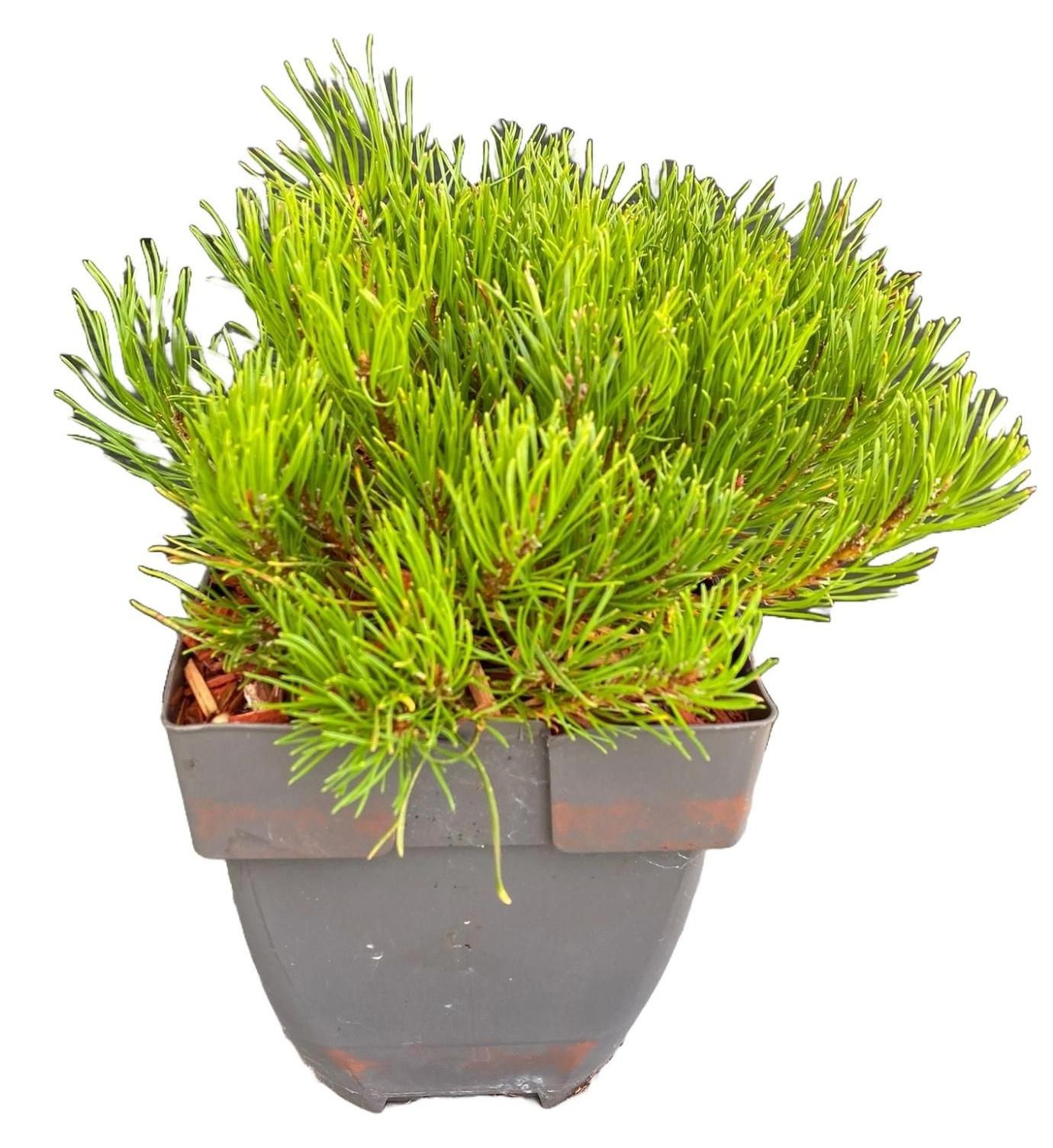JUNAVERA Pinus mugo subsp. mugo Bergden Wintergroene den, Hoogte: 35 cm, Potdiameter: 17 cm