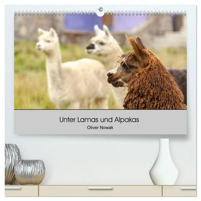 Unter Lamas und Alpakas (hochwertiger Premium Wandkalender 2027 DIN A2 quer), Kunstdruck in Hochglanz