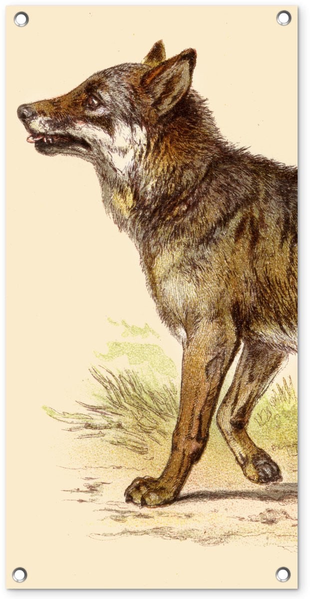 Wolf Möbel Tuinposter Wolf Tuindecoratie B: 40 cm, H: 80 cm