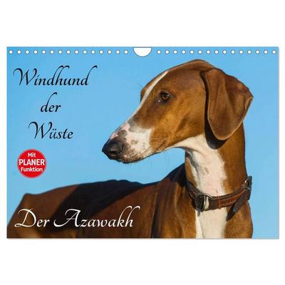 Windhund der Wüste - Der Azawakh (Wandkalender 2027 DIN A4 quer), CALVENDO Monatskalender