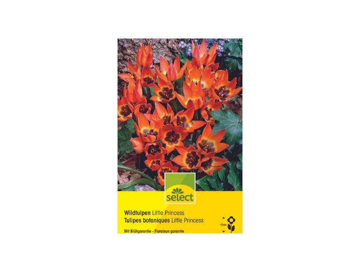 Select Blumenzwiebel Wildtulpen Little Princess ''