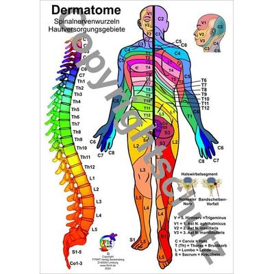 Dermatome - Spinalnervenwurzeln Hautversorgungsgebiete, Zubehör von Tanja Aeckersberg, Aeckersberg, Ingrid, 978-3-940832-86-3