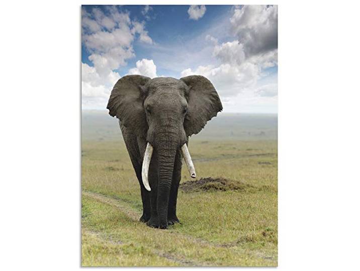 ARTland Wanddeko Wandbild Alu Verbundplatte für Innen & Outdoor Bild Elefant T5UH