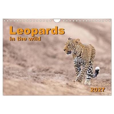 Leopards in the wild (Wall Calendar 2027 DIN A4 landscape), CALVENDO 12 Month Wall Calendar