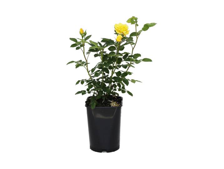 Strauchrose Lichtkönigin Lucia '®(Rosa 'Lichtkönigin Lucia '®), TopfgrösseØ25cm'