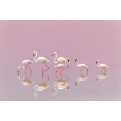 Fototapete PAPERMOON "Photo-Art EIJI ITOYAMA, FLAMINGOS", bunt, B:3,5m L:2,6m, Vlies, Tapeten