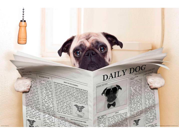 Fototapete PAPERMOON Newspaper Dog , bunt, B:4m L:2,6m, Vlies, Tapeten, Fototapete