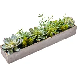 Sukkulenten im Holztray 40x8x15cm grün
