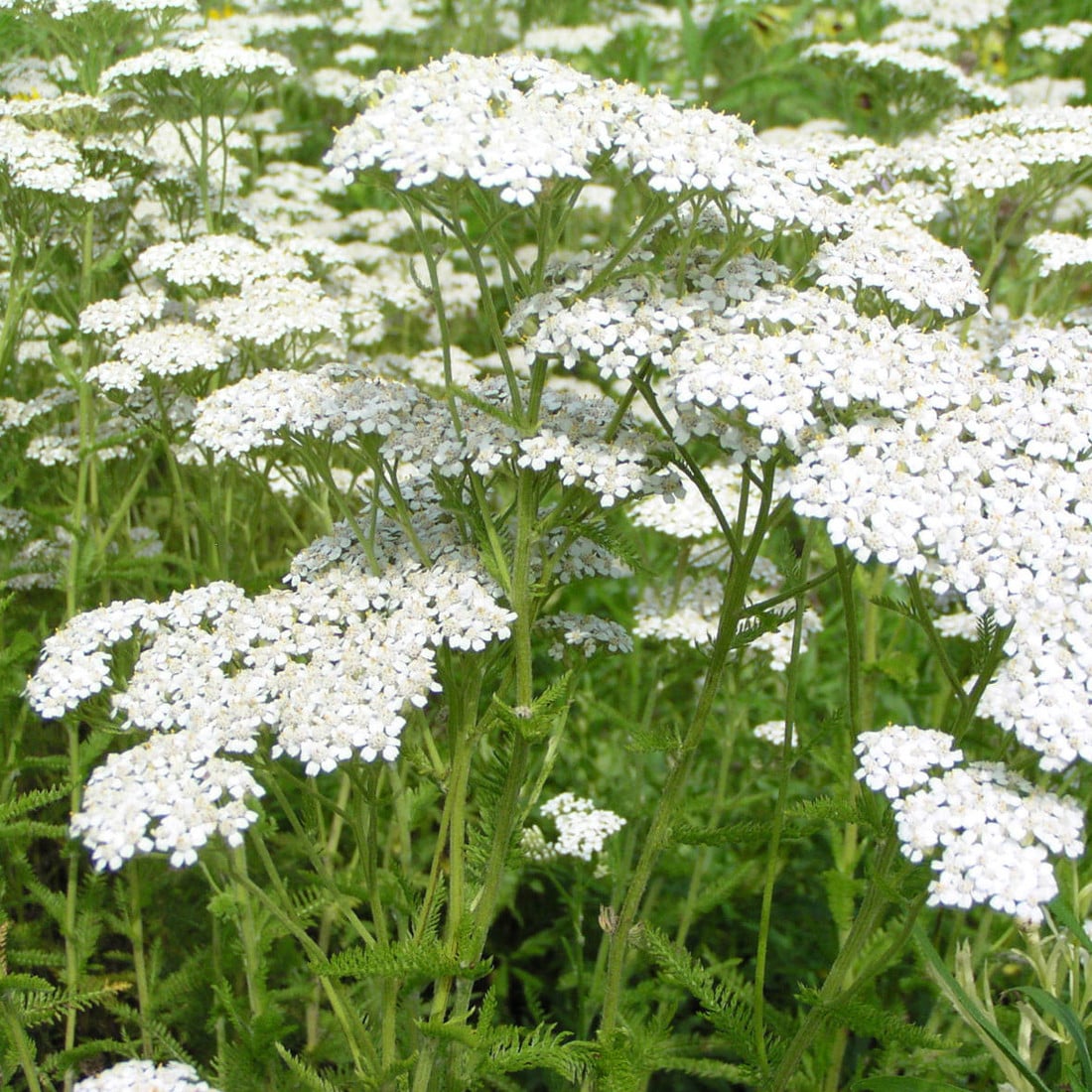 6 x Schafgarbe Achillea Alabaster in pot van 9x9 cm van Arborix