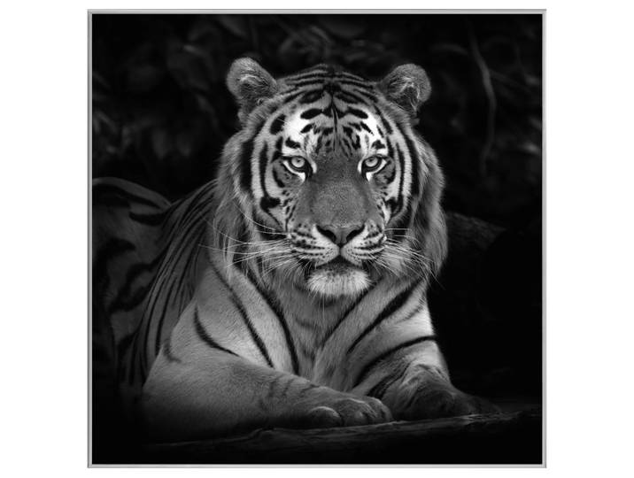 Bild mit Rahmen Imposanter Tiger image LAND