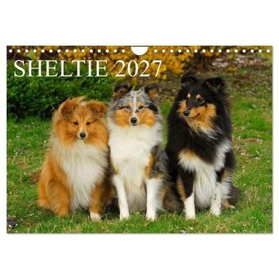 Sheltie 2027 (Wandkalender 2027 DIN A4 quer), CALVENDO Monatskalender