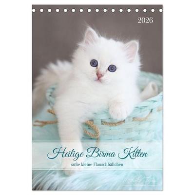 Heilige Birma Kitten - süße kleine Flauschbällchen (Tischkalender 2026 DIN A5 hoch), CALVENDO Monatskalender