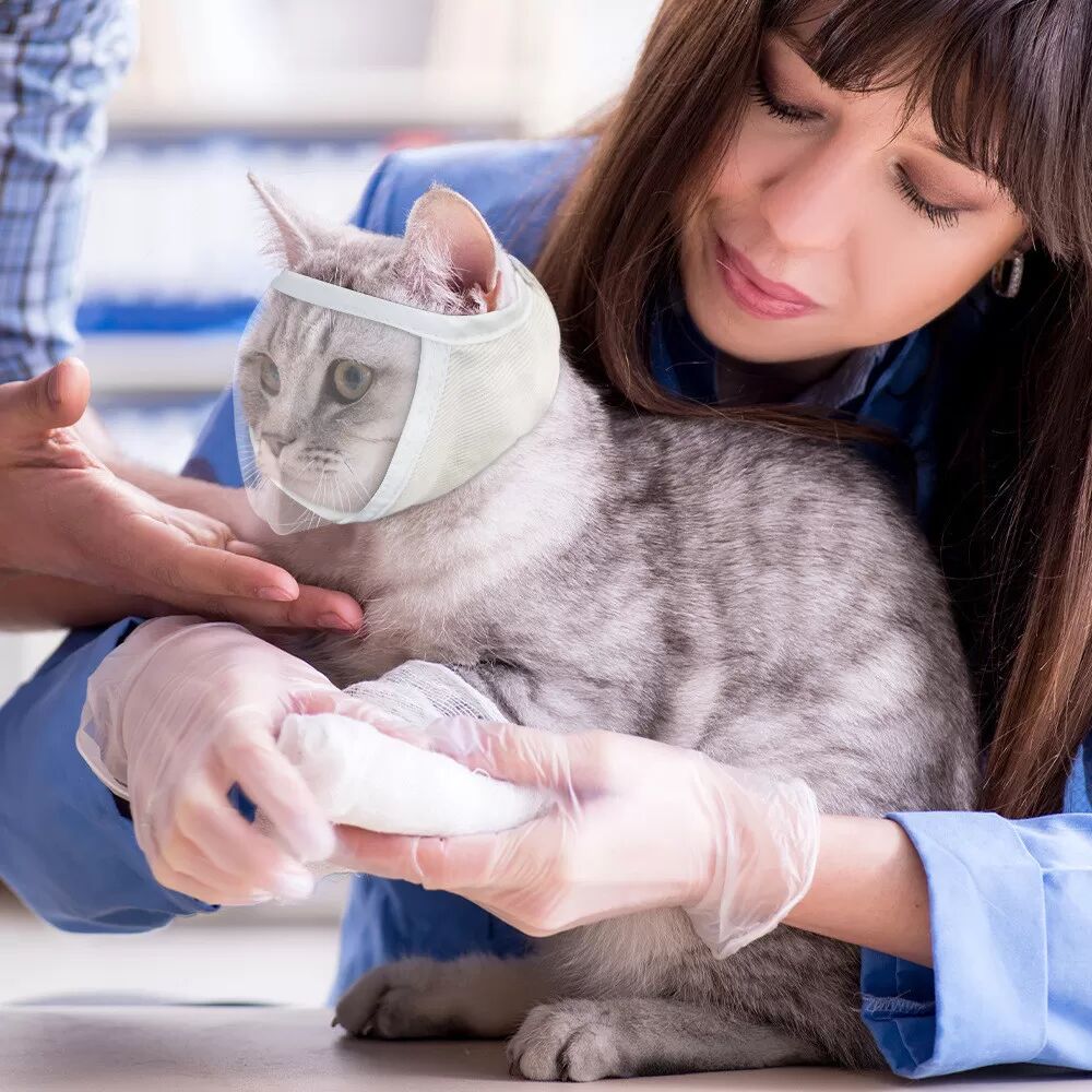 INF Maulkorb für Katzen für Fellpflege und Tierarzt