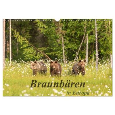 Braunbären in Europa (Wandkalender 2027 DIN A3 quer), CALVENDO Monatskalender