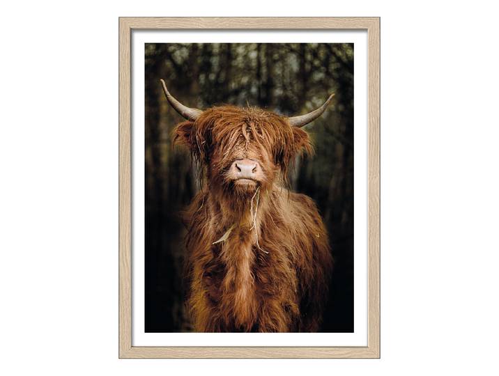 Holzbild Scottish Highland Cattle Floatglas, MDF Schwarz/Braun 33 x 43 x 1cm