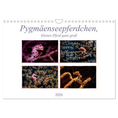 Pygmäenseepferdchen, kleines Pferd ganz groß (Wandkalender 2026 DIN A4 quer), CALVENDO Monatskalender