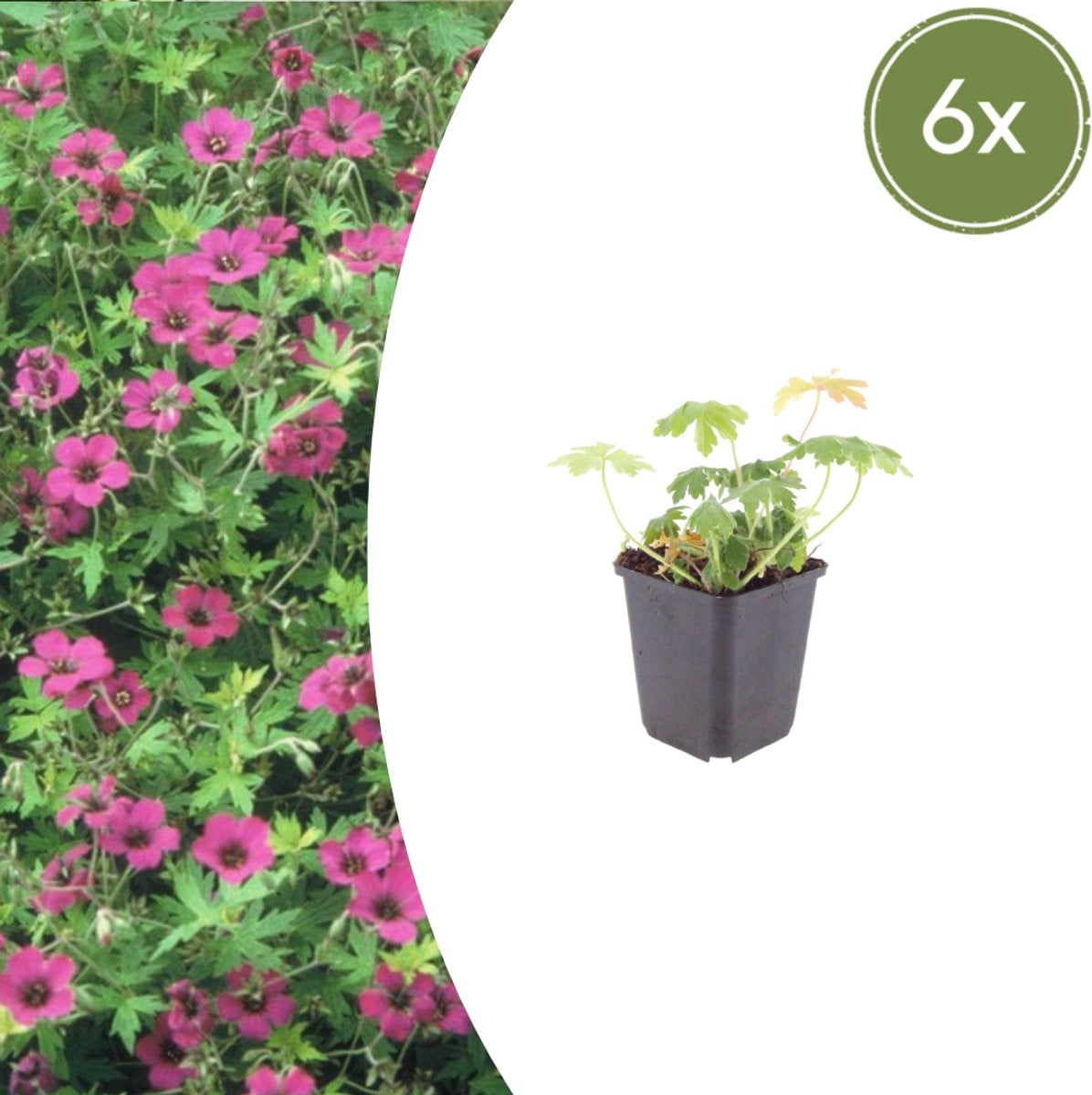 Geranium macrorrhizum Bevan's Variety - 6 stuks - Tuinplant
