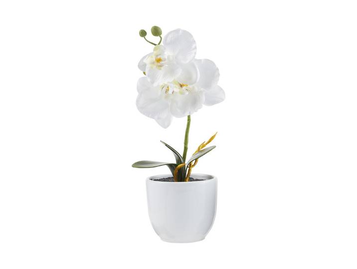 Mica Phalaenopsis Weiss im Topf 12 × 26 cm