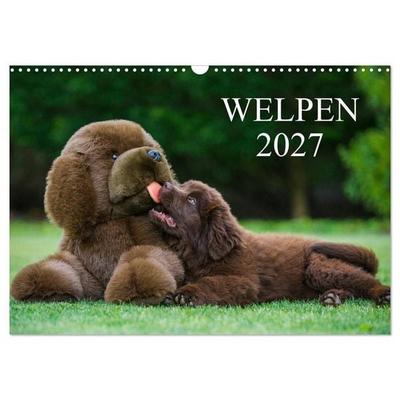 Welpen 2027 (Wandkalender 2027 DIN A3 quer), CALVENDO Monatskalender