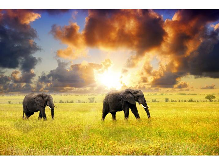 Fototapete PAPERMOON African Elephants , bunt, B:3,5m L:2,6m, Vlies, Tapeten, Fototapete