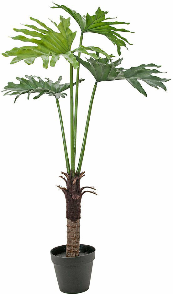 Europalms Splitphilodendron, 120cm