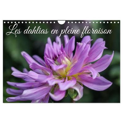 Les Dahlias en pleine floraison (Calendrier mural 2027 DIN A4 vertical), CALVENDO calendrier mensuel