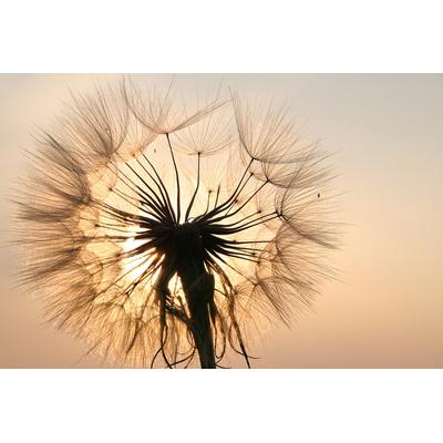 Fototapete PAPERMOON "Pusteblume", bunt, B:2,5m L:1,86m, Vlies, Tapeten