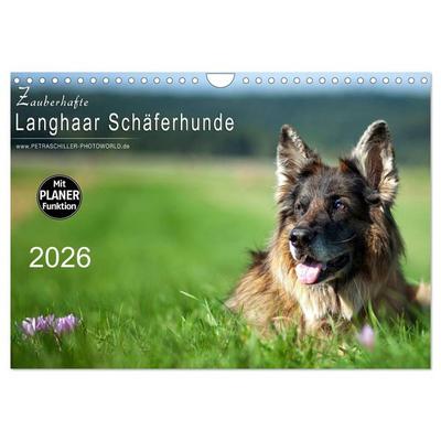 Zauberhafte Langhaar Schäferhunde (Wandkalender 2026 DIN A4 quer), CALVENDO Monatskalender