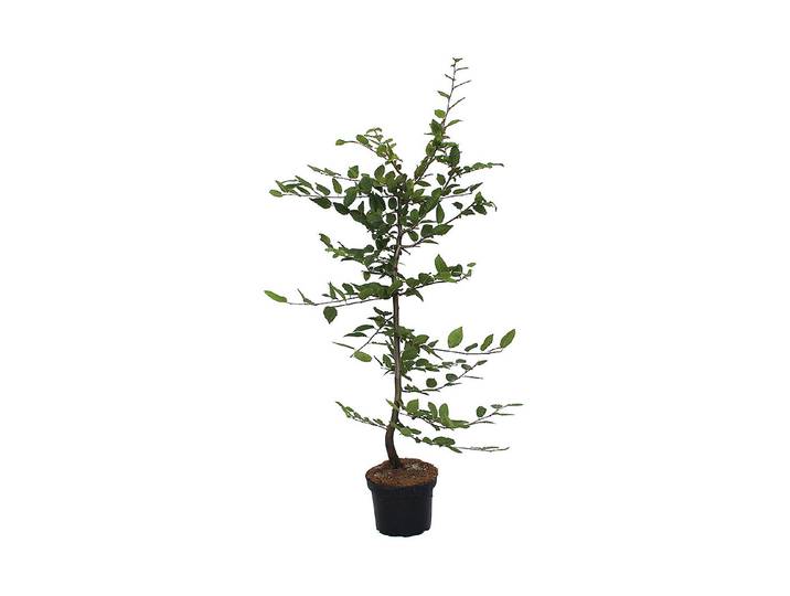 Hainbuche - Carpinus betulus 70-80cm inklusive Topf