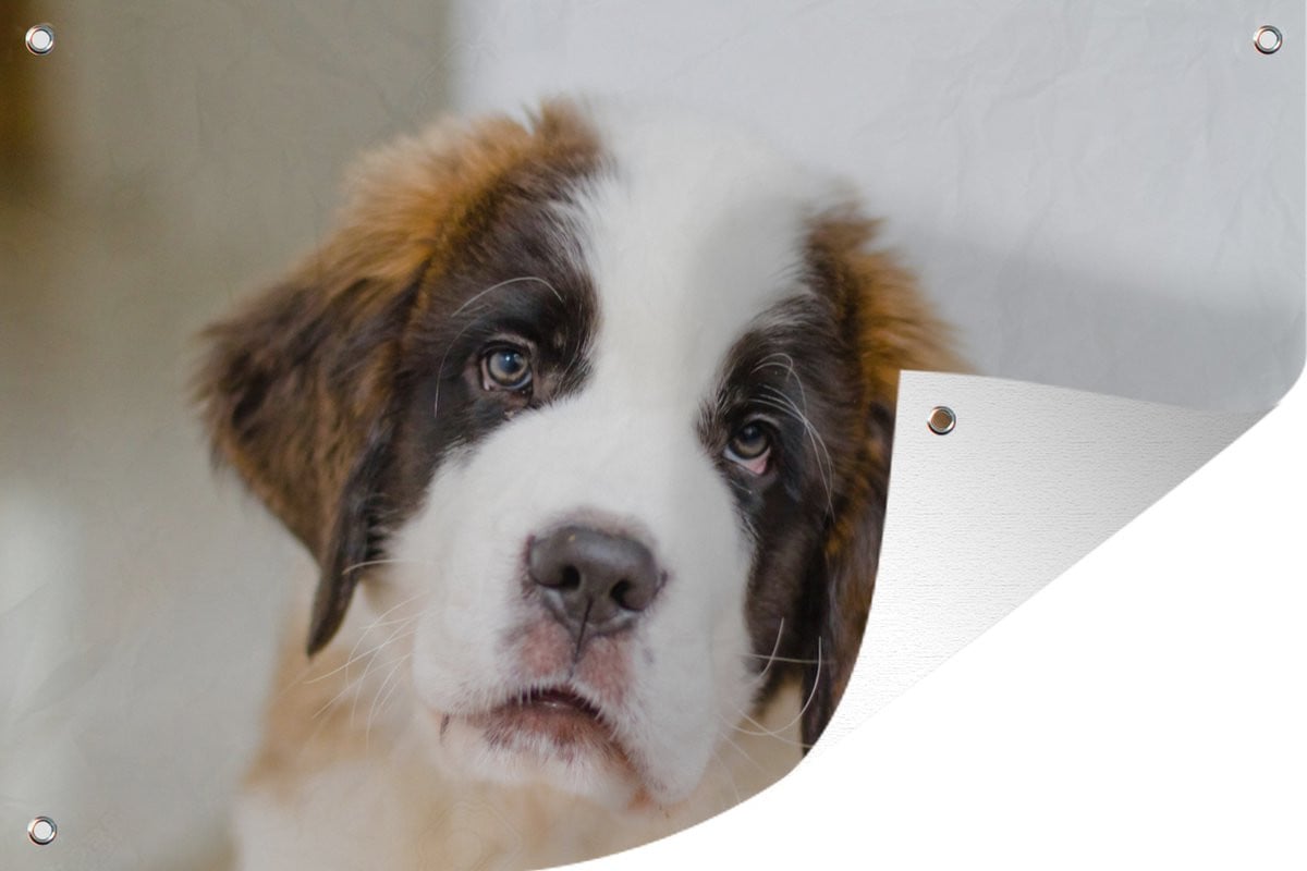 Tuindecoratie Shot van Sint Bernard hond - Tuinposter voor buiten - B: 90 cm, H: 60 cm