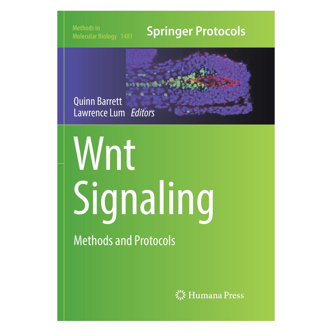 Springer Wnt Signaling (Englisch, Softcover, Lawrence Lum, Quinn Barrett) (56009407)