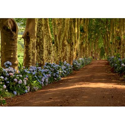 Fototapete PAPERMOON "Azoren-Baumpfad", bunt, B:3,5m L:2,6m, Vlies, Tapeten